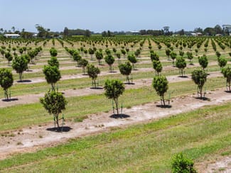 Rural / Farming commercial property for sale at 397 Pimlico Road Pimlico NSW 2478