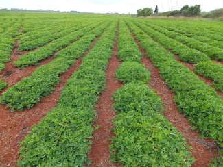 Rural / Farming commercial property sold at Memerambi QLD 4610