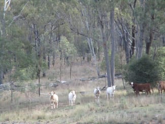 Rural / Farming commercial property sold at 1264 ACRES BREEDER COUNTRY Durong QLD 4610 Rural / Farming commercial property sold at 1264 ACRES BREEDER COUNTRY Durong QLD 4610