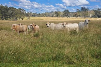 Rural / Farming commercial property sold at Bollier QLD 4570 Rural / Farming commercial property sold at Bollier QLD 4570