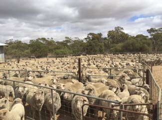 Rural / Farming commercial property sold at 101 Mayr Road Sandalwood SA 5309 Rural / Farming commercial property sold at 101 Mayr Road Sandalwood SA 5309