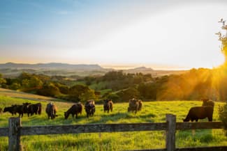 Rural / Farming commercial property sold at 922 Whisky Creek Road Dorrigo NSW 2453 Rural / Farming commercial property sold at 922 Whisky Creek Road Dorrigo NSW 2453