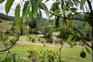 Rural / Farming commercial property for sale at 81 Harwood Road Burringbar NSW 2483 Rural / Farming commercial property for sale at 81 Harwood Road Burringbar NSW 2483