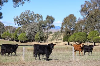 Rural / Farming commercial property sold at 290 Barwite Road Mansfield VIC 3722 Rural / Farming commercial property sold at 290 Barwite Road Mansfield VIC 3722