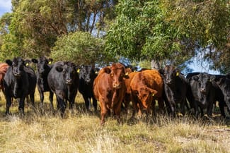 Rural / Farming commercial property sold at 547 Woodville Road, Binda Crookwell NSW 2583