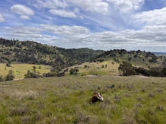 Rural / Farming commercial property for sale at Lot 4 Tarrants Gap Road Wyangala NSW 2808