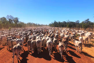 Rural / Farming commercial property for sale at 0 Gulf Developmental Road Croydon QLD 4871