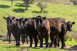 Rural / Farming commercial property sold at 401 & 407 Dry Creek Road Orange NSW 2800