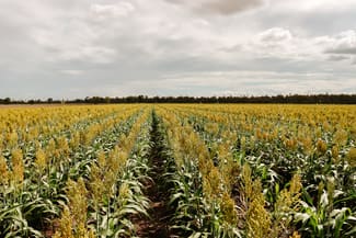 Rural / Farming commercial property for sale at 925 Dalby-Kogan Road Ranges Bridge QLD 4405