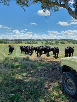 Rural / Farming commercial property for sale at 325 Toorawandi Road Ulamambri NSW 2357 Rural / Farming commercial property for sale at 325 Toorawandi Road Ulamambri NSW 2357