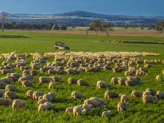 Rural / Farming commercial property sold at Bellerive 475 River Road Ponto NSW 2818 Rural / Farming commercial property sold at Bellerive 475 River Road Ponto NSW 2818