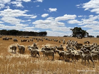 Rural / Farming commercial property sold at Munjaducking Farms Caroling Bally-Bally Road Morbinning WA 6304 Rural / Farming commercial property sold at Munjaducking Farms Caroling Bally-Bally Road Morbinning WA 6304