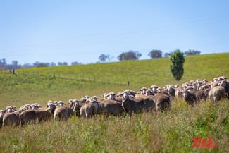 Rural / Farming commercial property for sale at Lot 2 & 252 976 Sodwalls Road Tarana NSW 2787 Rural / Farming commercial property for sale at Lot 2 & 252 976 Sodwalls Road Tarana NSW 2787
