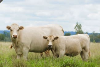 Rural / Farming commercial property sold at "Amby Hills" 2194 Springfield Road Roma QLD 4455