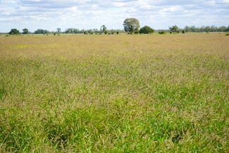 Rural / Farming commercial property sold at Marionvale, Surat Yuleba Road Surat QLD 4417 Rural / Farming commercial property sold at Marionvale, Surat Yuleba Road Surat QLD 4417