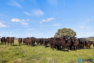 Rural / Farming commercial property for sale at 1830 Wargeila Road Yass NSW 2582 Rural / Farming commercial property for sale at 1830 Wargeila Road Yass NSW 2582