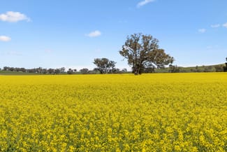 Rural / Farming commercial property sold at "Bellissima" 630 Astons Lane, Thuddungra Via Young NSW 2594 Rural / Farming commercial property sold at "Bellissima" 630 Astons Lane, Thuddungra Via Young NSW 2594