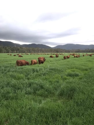 Rural / Farming commercial property for sale at Carrington QLD 4883 Rural / Farming commercial property for sale at Carrington QLD 4883