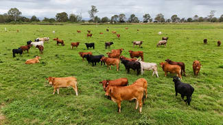 Rural / Farming commercial property for sale at Holding 3, 288 Round Mountain Road Laravale QLD 4285 Rural / Farming commercial property for sale at Holding 3, 288 Round Mountain Road Laravale QLD 4285