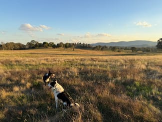 Rural / Farming commercial property for sale at Camerons Hill Lot 17 Reynolds Lane Binalong NSW 2584