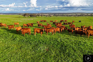 Rural / Farming commercial property for sale at 3985 Purlewaugh Road Purlewaugh NSW 2357 Rural / Farming commercial property for sale at 3985 Purlewaugh Road Purlewaugh NSW 2357