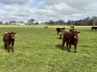 Rural / Farming commercial property for sale at 'Rocklyn' Nation Road Burrumbuttock NSW 2642 Rural / Farming commercial property for sale at 'Rocklyn' Nation Road Burrumbuttock NSW 2642