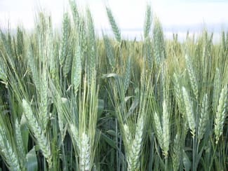 Rural / Farming commercial property sold at End of Donahue Rd Emerald QLD 4720