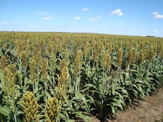 Rural / Farming commercial property sold at Diamond Downs, Kilcummin Diamond Downs Road Clermont QLD 4721