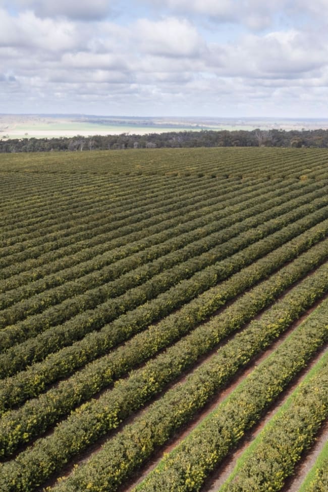 Farm 1245 & Farm 442 203 Payten Road Corbie Hill NSW 2705