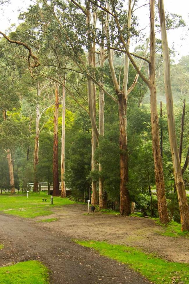 Tarra Valley VIC 3971