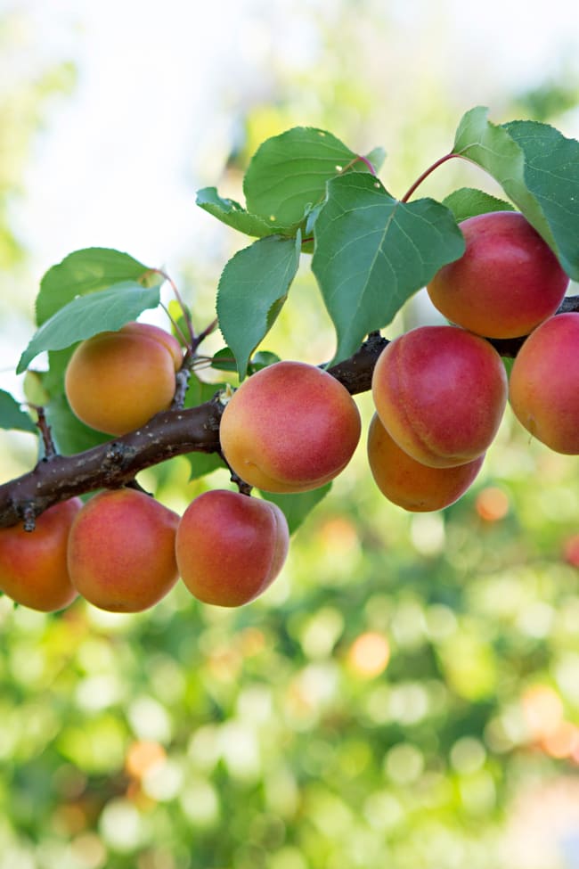 Sunfruit Orchards Lake Boga VIC 3584 Sunfruit Orchards Lake Boga VIC 3584