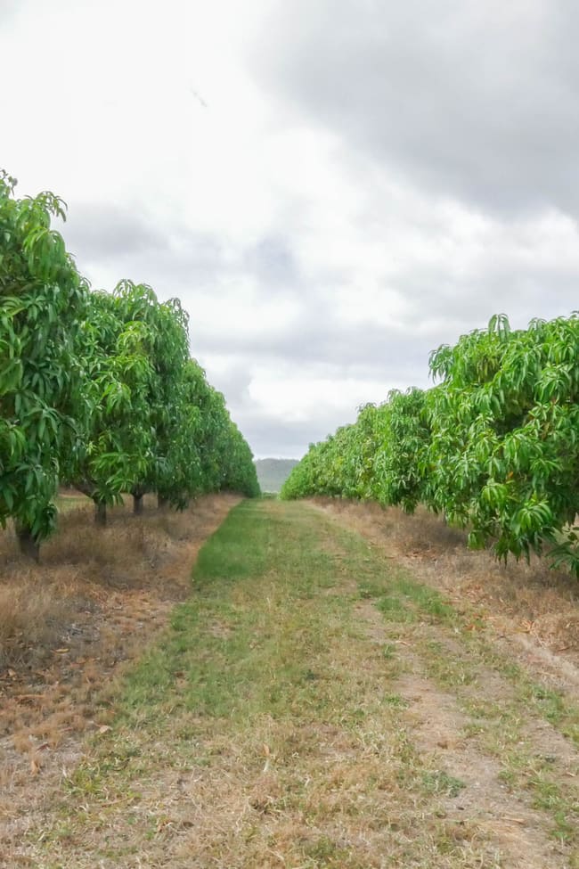 Dimbulah QLD 4872