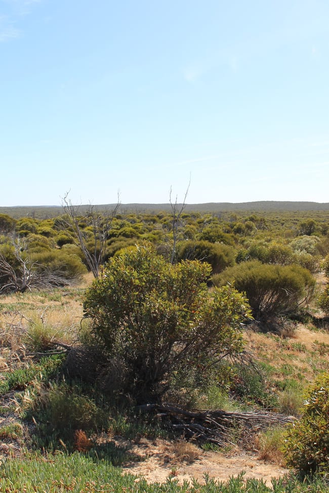 S22 Tori Hills Road Sandalwood SA 5309