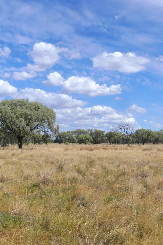 382 Duffity Rd Warren NSW 2824