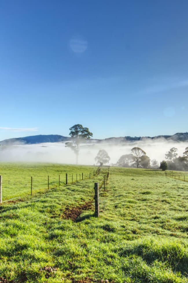 Dorrigo NSW 2453