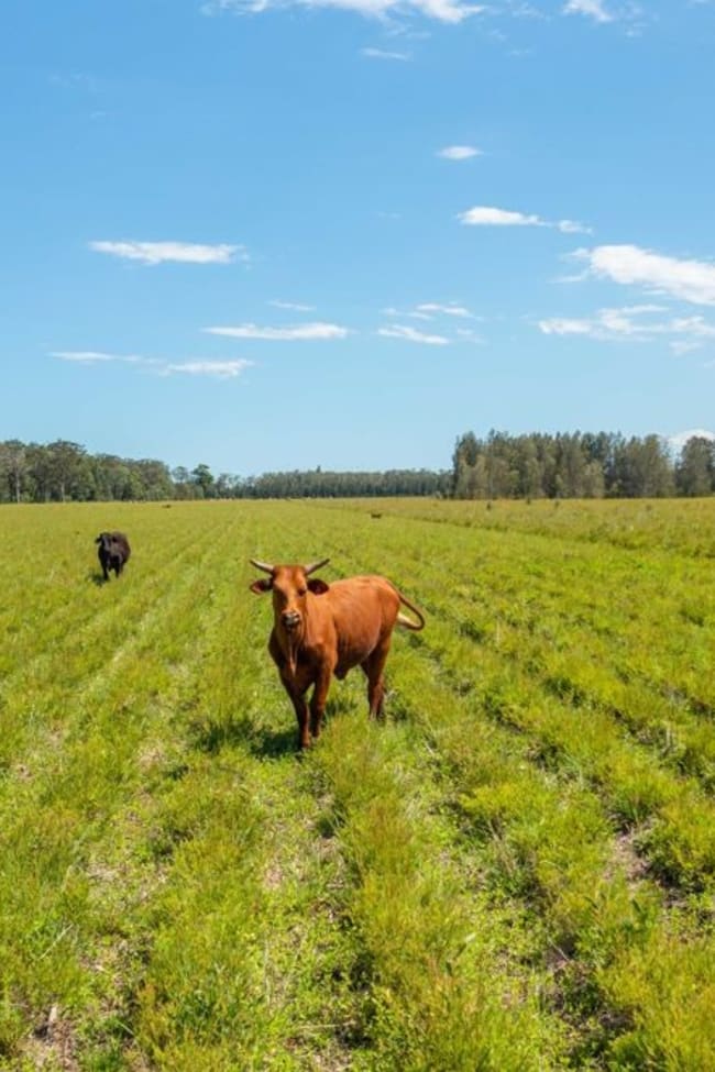 1205 Maria River Road Limeburners Creek NSW 2444