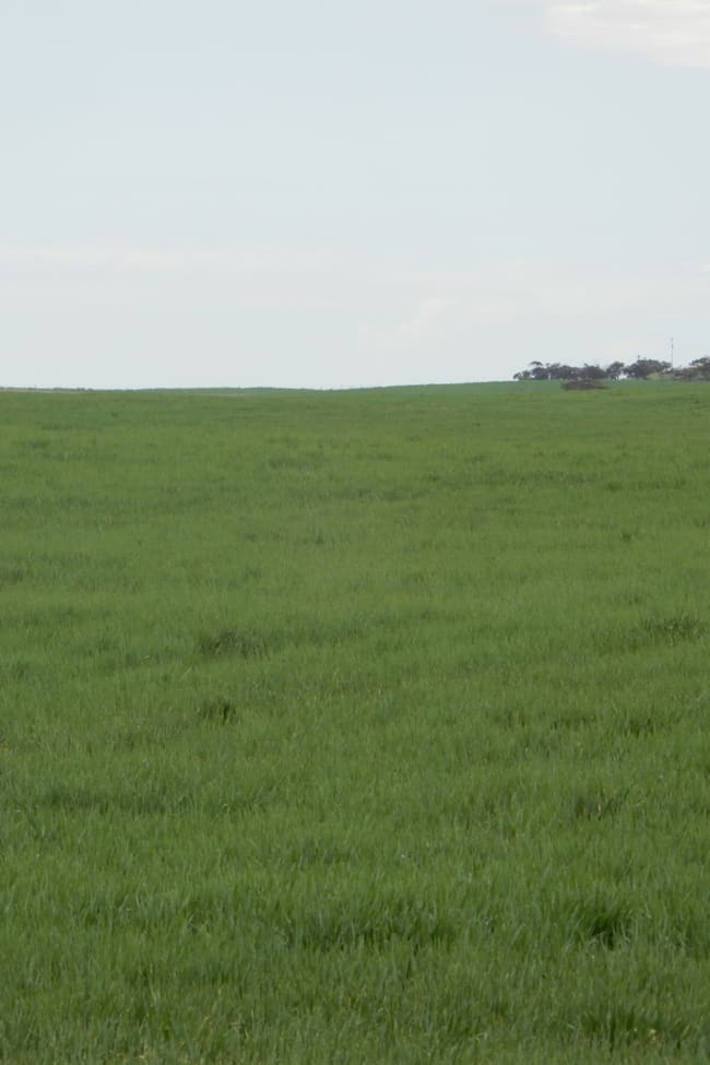 1481 Parrakie North Road Lameroo SA 5302