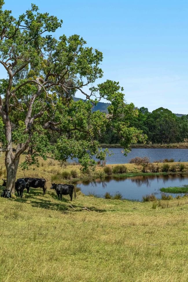 10366 Mount Lindesay Road Legume NSW 2476