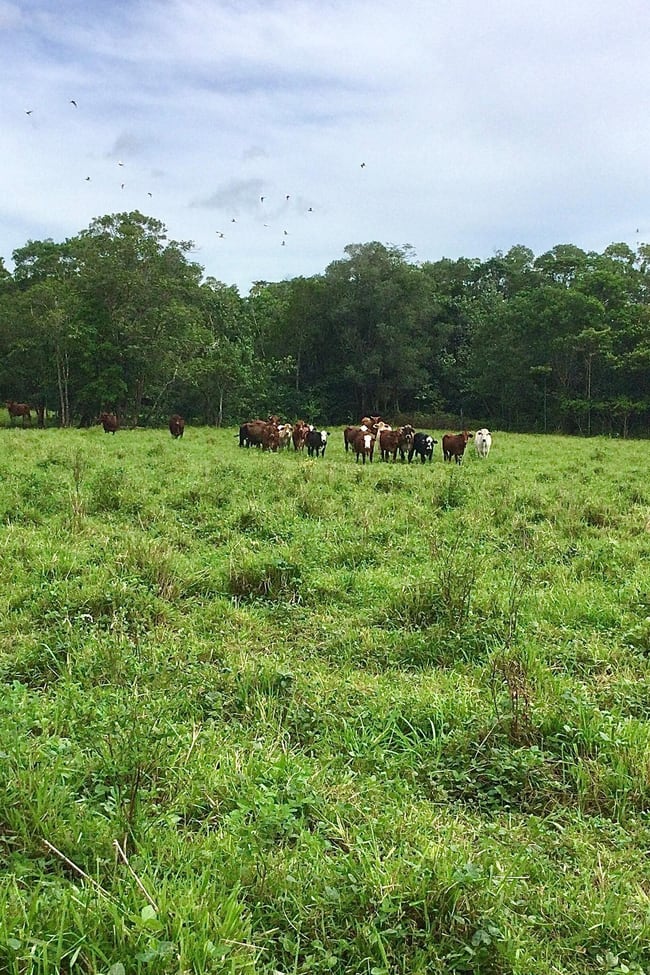 South Innisfail QLD 4860 South Innisfail QLD 4860