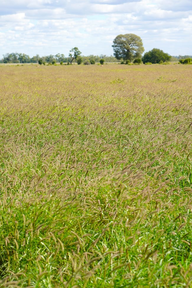 Marionvale, Surat Yuleba Road Surat QLD 4417 Marionvale, Surat Yuleba Road Surat QLD 4417