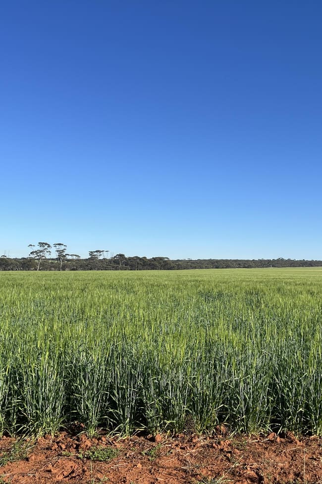 1650 Dulyalbin Road South Bodallin WA 6424