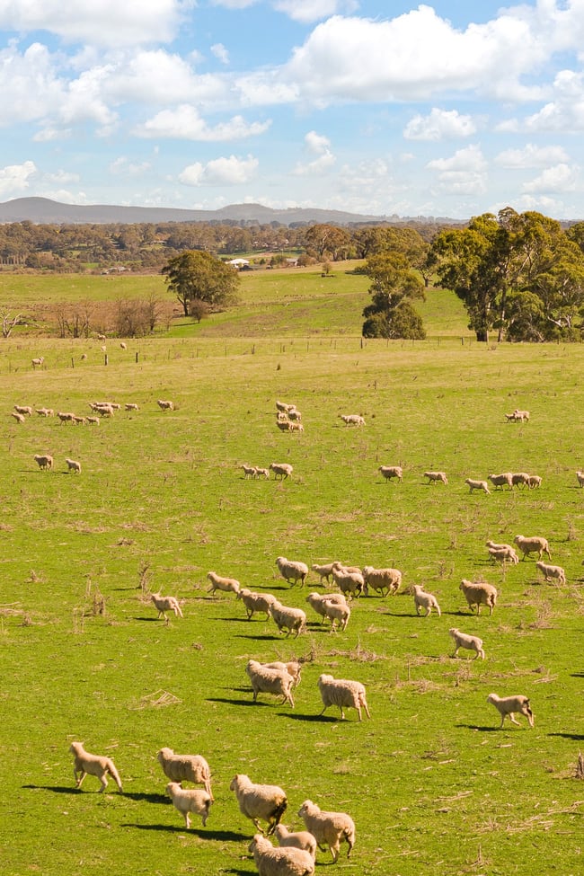 Millthorpe NSW 2798