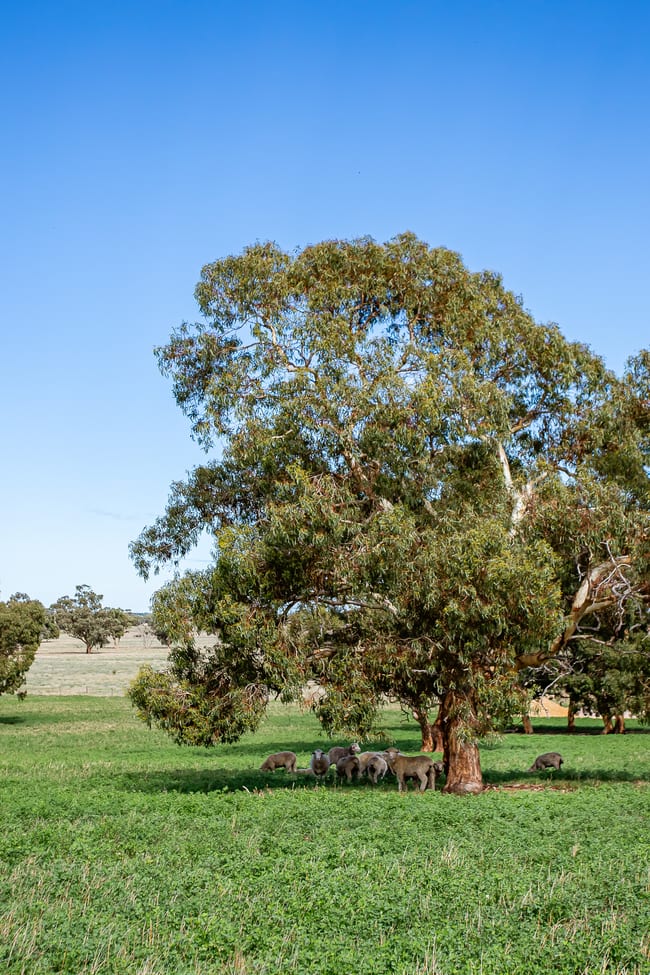 1089 Pedericks Road Lochaber SA 5271