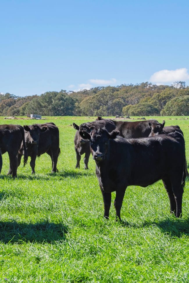 1744 Brawlin Road Cootamundra NSW 2590