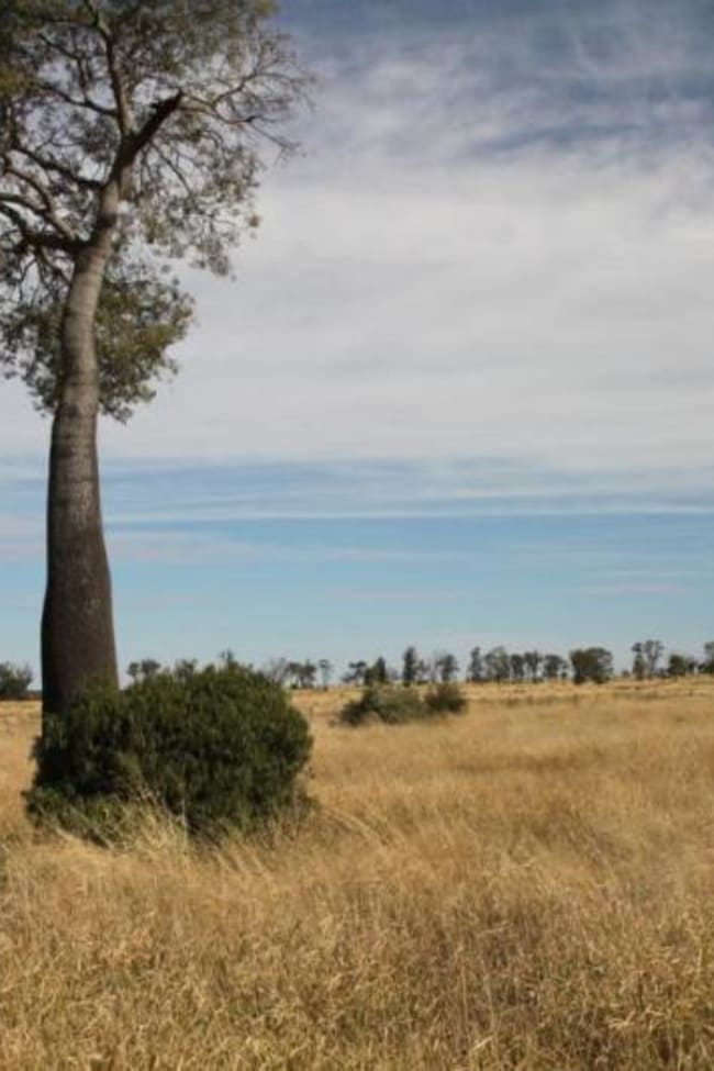Miles QLD 4415