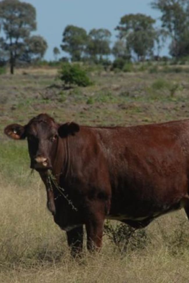 - Jellicoe Inglewood QLD 4387