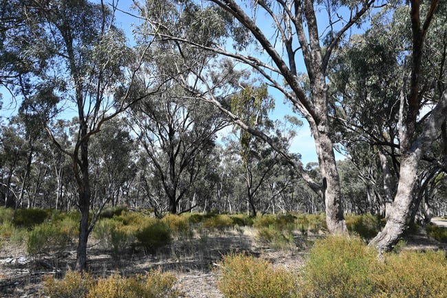17, A KURTING KINGOWER ROAD Kingower VIC 3517 17, A KURTING KINGOWER ROAD Kingower VIC 3517
