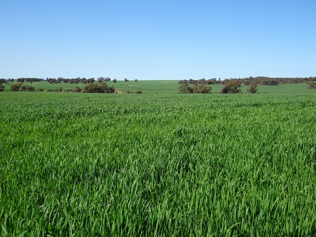 1104 Shaddick Road East Pingelly WA 6308 1104 Shaddick Road East Pingelly WA 6308