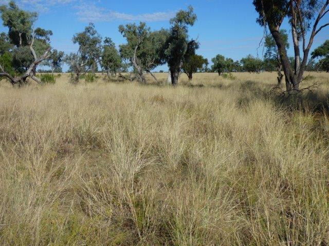 553 Mitchell Highway Wyandra QLD 4489 553 Mitchell Highway Wyandra QLD 4489