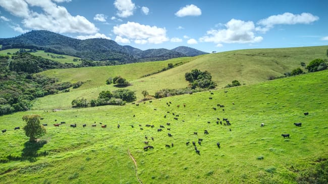 Dorrigo NSW 2453 Dorrigo NSW 2453